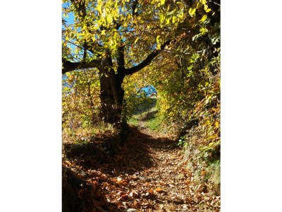 Holiday apartment Finggeneislerhof - Environment photo 20