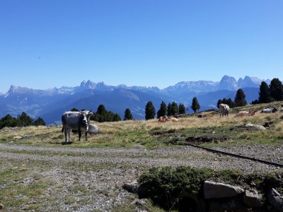 Holiday apartment Finggeneislerhof - Environment photo 22