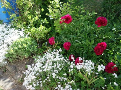 Cottage Harzer Landhaus - Outdoor photo 7