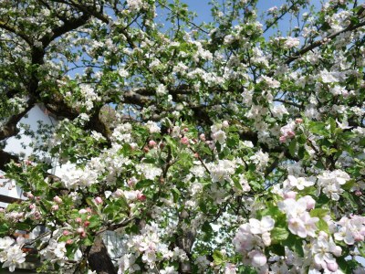 Cottage Harzer Landhaus - Outdoor photo 18