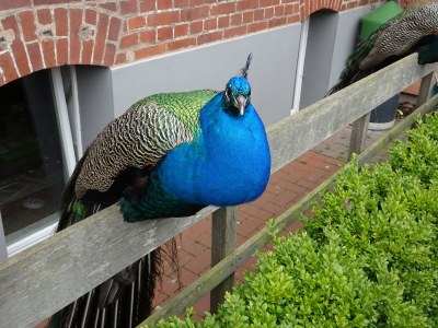 Cottage Harzer Landhaus - Environment photo 35