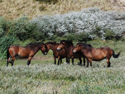 Holiday house Anchored - Environment photo 17