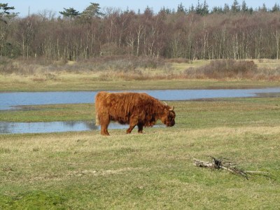 Holiday apartment Bakkums Voorhuisje - Environment photo 13