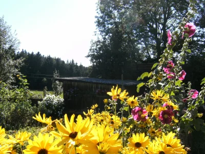 Farmhouse Ober-Kaltenbronnhof - Outdoor photo 4