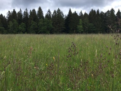 Farmhouse Ober-Kaltenbronnhof - Outdoor photo 6