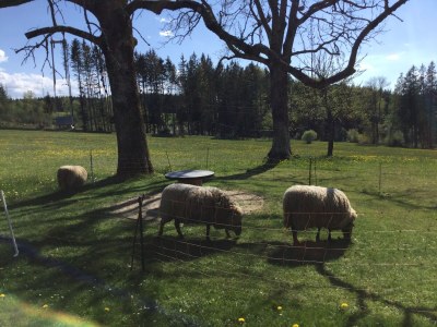 Farmhouse Ober-Kaltenbronnhof - Environment photo 20