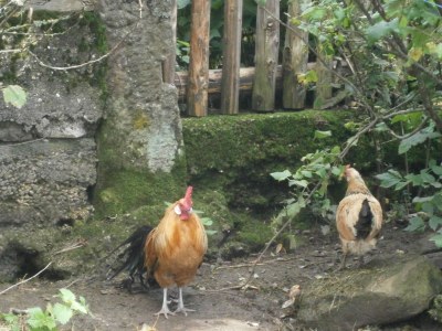 Farmhouse Ober-Kaltenbronnhof - Environment photo 21