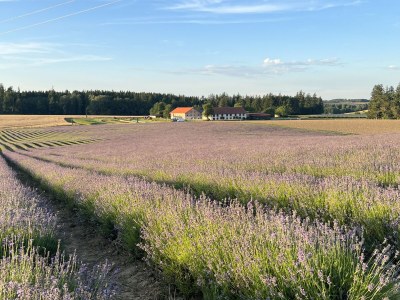 Holiday apartment Landgut zur Mühle (Mühle Country Estate) - Environment photo 37