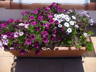 Holiday house Villetta Bianca - Outdoor photo 9