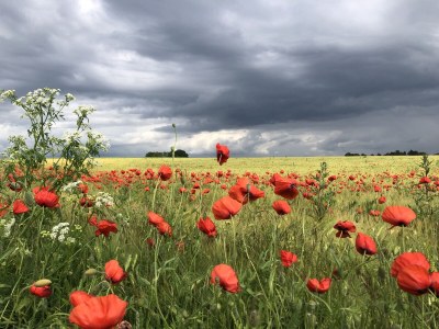 Villa Susi and Strolchis - Environment photo 37