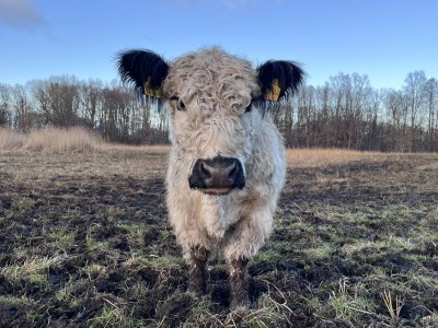 Villa Susi and Strolchis - Environment photo 38