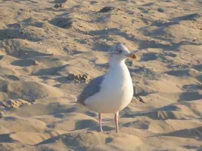 Holiday house Bungalow Margreetje - Environment photo 22