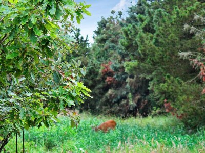 Holiday house Luxurioses Refugium mit Pool -- By Traum Ferienwohnungen - Outdoor photo 11