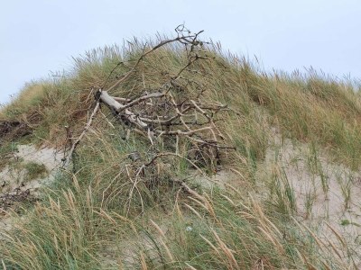 Holiday house Strandspab & Entspannung -- By Traum - Outdoor photo 21