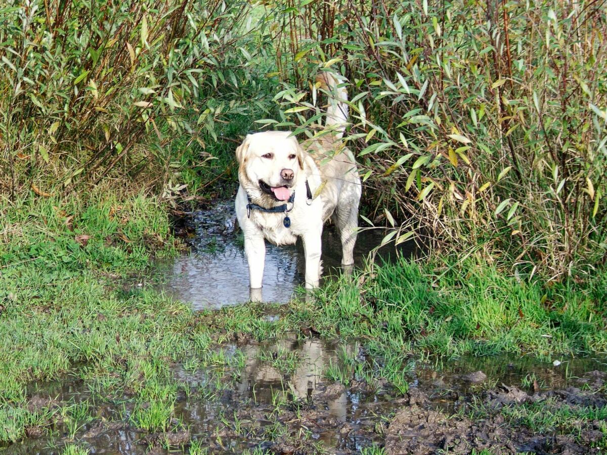Holiday house 6 Personen Ferienhaus in Otterndorf - Outdoor photo 3