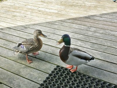 Holiday house 6 Personen Ferienhaus in Otterndorf - Outdoor photo 18