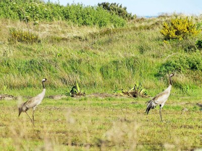 Holiday house 6 person holiday home in Skagen-By Traum - Outdoor photo 24