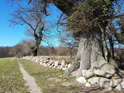 Holiday house 4 person holiday home in Vordingborg-By Traum - Outdoor photo 11