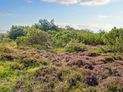 Holiday house 12 Personen Ferienhaus in Ringkøbing-By Traum - Outdoor photo 39