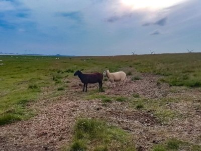 Holiday house 4 Personen Ferienhaus in Bramming-By Traum - Outdoor photo 9