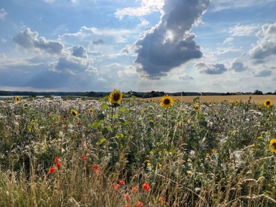 Holiday house 6 person holiday home in Præstø-By Traum - Outdoor photo 31