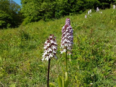 Holiday house 6 person holiday home in Præstø-By Traum - Outdoor photo 35