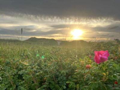 Holiday house Meeresflucht in Ho -- By Traum Ferienwohnungen - Outdoor photo 27