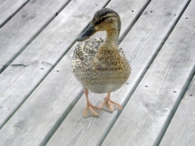 Holiday house 6 Personen Ferienhaus in Otterndorf - Outdoor photo 16