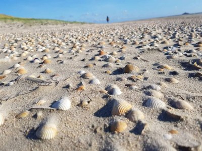 Apartment 4 person holiday home in Rømø-By Traum - Outdoor photo 47