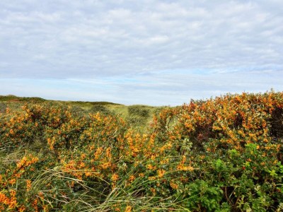Holiday house Secluded Retreat near Beach - By Traum Ferienwohnungen - Outdoor photo 17