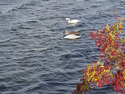 Holiday house 7 Personen Ferienhaus in Stege-By Traum - Outdoor photo 28