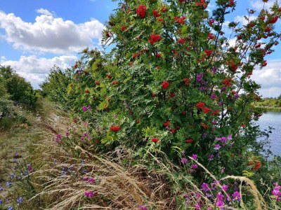 Holiday house 7 Personen Ferienhaus in Stege-By Traum - Outdoor photo 34