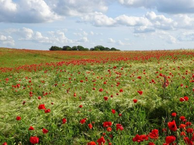 Holiday house 6 Personen Ferienhaus in Slagelse-By Traum - Outdoor photo 15