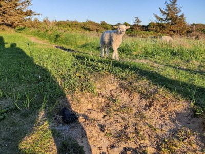 Holiday house 6 person holiday home in Løkken-By Traum - Outdoor photo 13