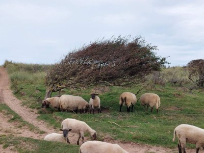 Holiday house 6 person holiday home in Løkken-By Traum - Outdoor photo 34