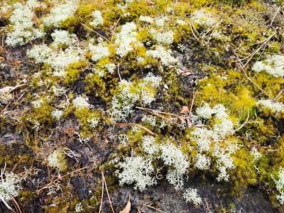 Holiday house Secluded 60's Cottage - By Traum Ferienwohnungen - Outdoor photo 25