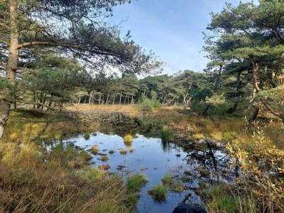 Holiday house Secluded 60's Cottage - By Traum Ferienwohnungen - Outdoor photo 26