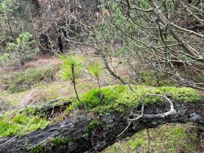 Holiday house Secluded 60's Cottage - By Traum Ferienwohnungen - Outdoor photo 32
