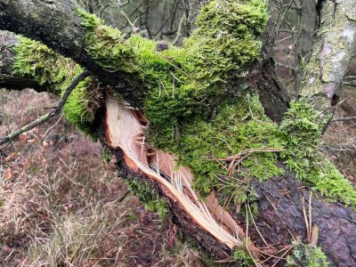 Holiday house Secluded 60's Cottage - By Traum Ferienwohnungen - Outdoor photo 35