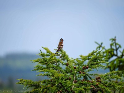Holiday house 5 Personen Ferienhaus in Hovborg-By Traum - Outdoor photo 16