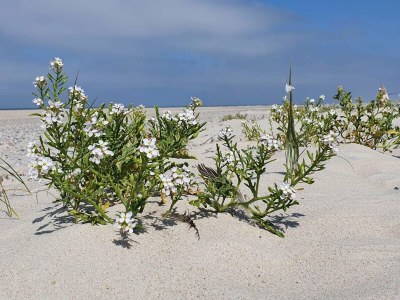 Holiday house Secluded Retreat in Nature - By Traum Ferienwohnungen - Outdoor photo 19