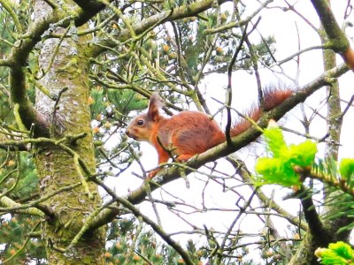 Holiday house Secluded Retreat in Nature - By Traum Ferienwohnungen - Outdoor photo 36