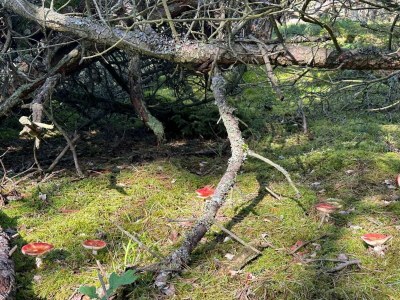 Holiday house Luxus-Ruckzug in Liseleje -- By Traum Ferienwohnungen - Outdoor photo 42