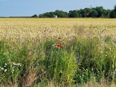 Holiday house Renovated Cottage in Bratten - By Traum - Outdoor photo 18