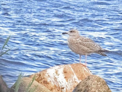 Holiday house Secluded Haven near Fjord - By Traum Ferienwohnungen - Outdoor photo 26