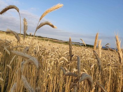 Holiday house 19 person holiday home in Løgstør-By Traum - Outdoor photo 13