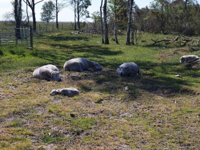 Holiday house 10 person holiday home in Hadsund-By Traum - Outdoor photo 22