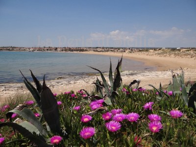 Bungalow La Perla di Sicilia - Environment photo 32