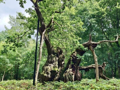 Holiday house 7 person holiday home in Jægerspris-By Traum - Outdoor photo 26