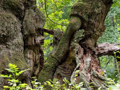 Holiday house 7 person holiday home in Jægerspris-By Traum - Outdoor photo 27
